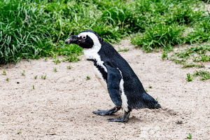 Pinguin