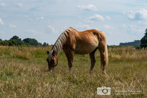 Wildpferd