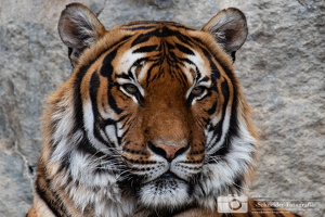 Sumatra-Tiger