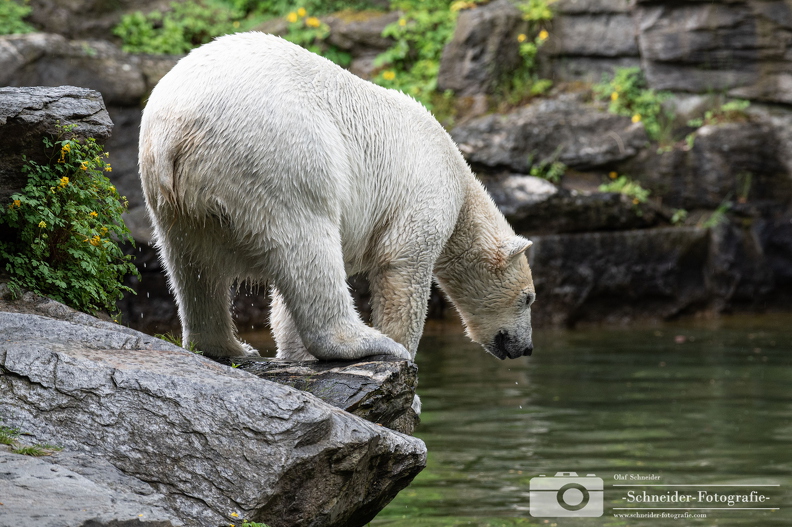 Eisbären