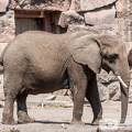 Afrikanische Elefant