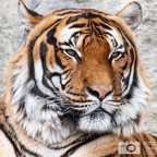 Sumatra-Tiger