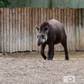 Mittelamerikanischer Tapir