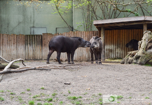 Mittelamerikanischer Tapir