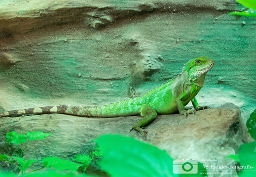 grüner Leguan