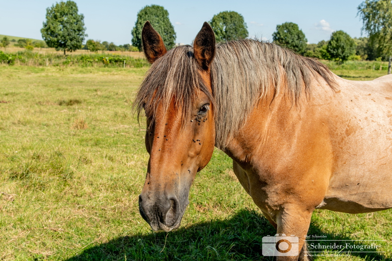 Reitpferd