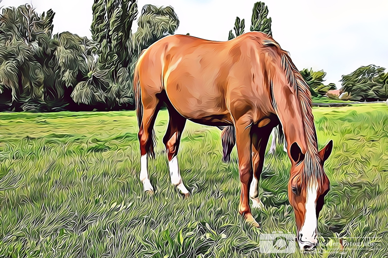 Pferd