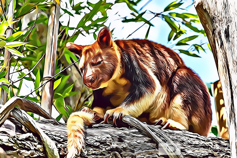 Baumkänguru