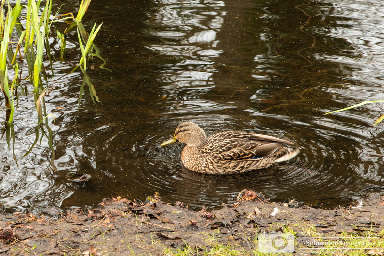 Ente